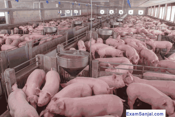 Bangur Farm Pig Farming Training by NARC Nepal Government