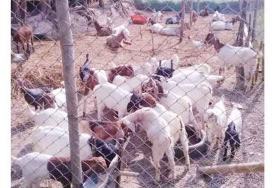 Baakhra Palan Talim Goat Farm Agriculture Training Open by NARC