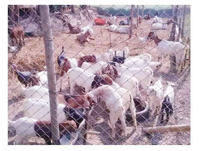 Baakhra Palan Talim Goat Farm Agriculture Training Open by NARC