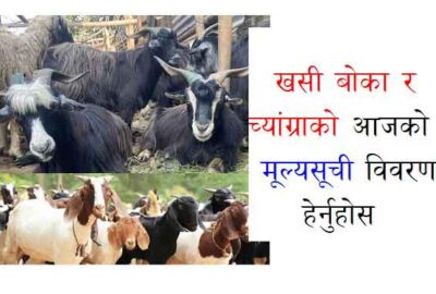Khasi Boka Chyangra Price Today in Nepal Khaddha Company Goat Khasi Boka Price