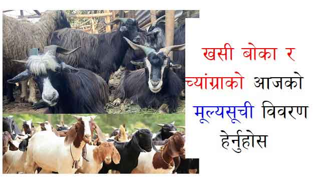 Khasi Boka Chyangra Price Today in Nepal Khaddha Company Goat Khasi Boka Price